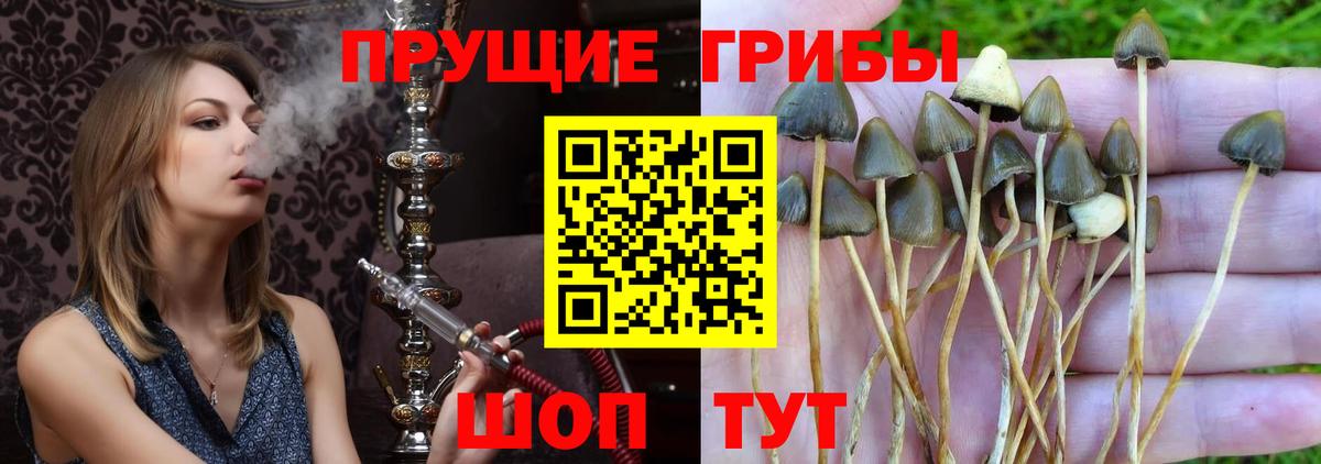 Дивногорск  Псилоцибиновые грибы Psilocybe  Галлюциногенные грибы Psilocybe  Вход с VPN 